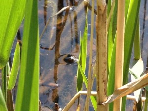 せせらぎの森