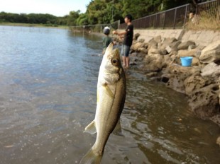 京浜運河でハゼ釣り