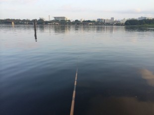 京浜運河ハゼ釣り