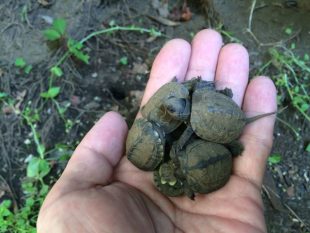 クサガメ孵化