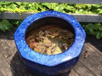 水草火鉢