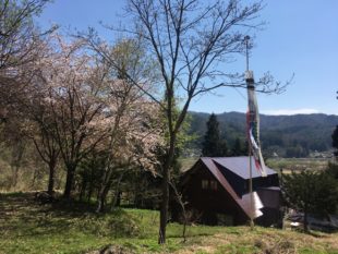 桜と鯉のぼり